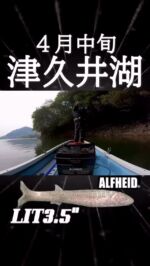@kido.fumiya ✨✨✨
アルフハイトプロスタッフ木戸さん🚤
5月発売の新商品、Lit リットで釣る🐟釣る🐟釣るぅ〜🐟

特徴
• 超やわらか素材で初動が早くナチュラルに動く🐟✨
• I字系とスイムベイトの中間的アクションにバススイッチON❗️
• スイムベイトをヘビダンやキャロで👍✨

発売されましたら是非お試しください❣️
#バスフィッシング #つり 
#bassfishin #アルフハイト #リット
#alfheid