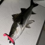 @legit_iitaka ✨✨
レジットデザインの飯高社長🚢

三重、四日市でシーバスゲーム🐟✨
ブロンクスシャッド3.5"が絶好調とのお話を頂きました😎
ありがとうございます✨🙌✨

ソルトでもブロンクスシャッド3.5インチ、
是非お試しください✨🙏🏼✨

#レジットデザイン

#シーバス
#ソルト
#釣り
#fishing 
#オフショア 

#バス釣り 
#ブラックバス

#ブロンクスシャッド
#アルフハイト 
#alfheid