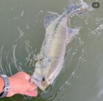 @t_mizuno_ ✨✨
アルフハイトプロスタッフの水野さん🚤

JBマスターズ第2戦、霞ヶ浦🎣
初日はバラシやら何やらで
ライズハンズクロースリムで1本🐟

2日目頑張ります‼️とのお話✨
応援お願いいたします✨🙏🏼✨

ライン:DUEL TB CARBON BASS 8lb

#霞ヶ浦
#バス釣り
#bassfishing 

#ハードコアバス
#ラトゥール 
#zファクトリー 

#アルフハイト
#ライズハンズクロースリム 
#alfheid